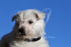 Terrier - West Highland White