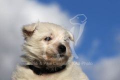 Terrier - West Highland White