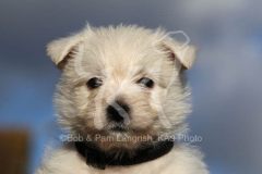 Terrier - West Highland White