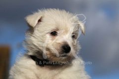 Terrier - West Highland White