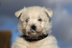 Terrier - West Highland White