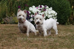 Terrier - West Highland White