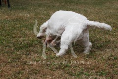 Terrier - West Highland White