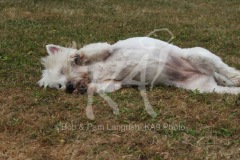 Terrier - West Highland White