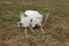Terrier - West Highland White