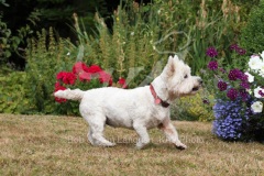 Terrier - West Highland White