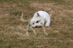 Terrier - West Highland White