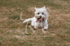 Terrier - West Highland White