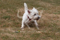 Terrier - West Highland White