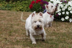 Terrier - West Highland White