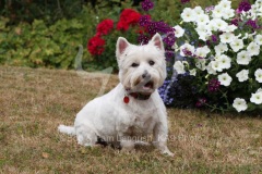 Terrier - West Highland White
