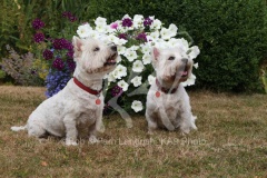 Terrier - West Highland White