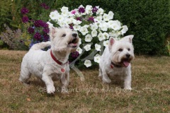 Terrier - West Highland White