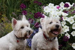 Terrier - West Highland White