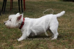 Terrier - West Highland White
