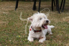 Terrier - West Highland White