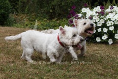 Terrier - West Highland White