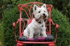 Terrier - West Highland White