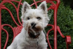 Terrier - West Highland White