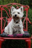 Terrier - West Highland White