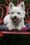 Terrier - West Highland White