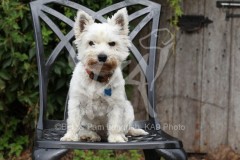 Terrier - West Highland White