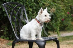 Terrier - West Highland White