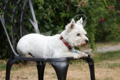Terrier - West Highland White