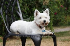 Terrier - West Highland White