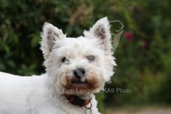 Terrier - West Highland White