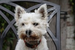 Terrier - West Highland White