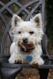 Terrier - West Highland White