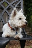 Terrier - West Highland White