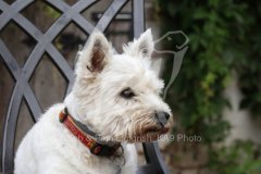 Terrier - West Highland White