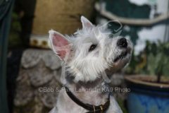 Terrier - West Highland White