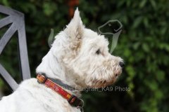 Terrier - West Highland White
