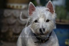Terrier - West Highland White