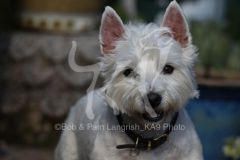 Terrier - West Highland White