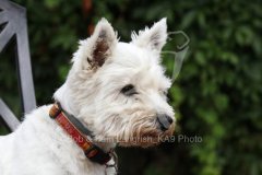 Terrier - West Highland White