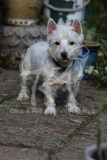 Terrier - West Highland White