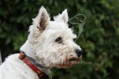 Terrier - West Highland White
