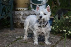 Terrier - West Highland White