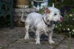 Terrier - West Highland White