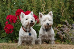 Terrier - West Highland White