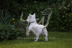 Terrier - West Highland White
