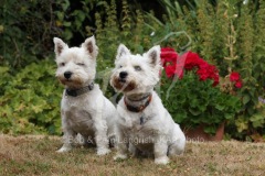 Terrier - West Highland White