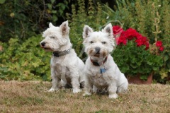 Terrier - West Highland White