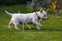Terrier - West Highland White