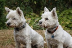 Terrier - West Highland White