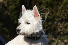 Terrier - West Highland White